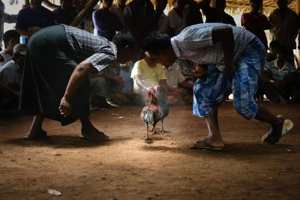 Permainan Adu Ayam S128